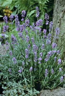 lavandula angustif