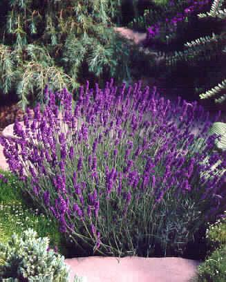 lavandula angustif