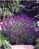 lavandula angustif