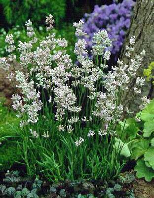 lavandula angustif
