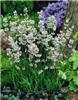 lavandula angustif