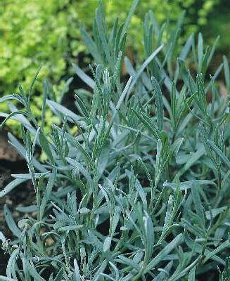 lavandula intermed