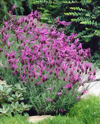 lavandula stoechas