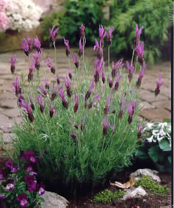 lavandula stoechas