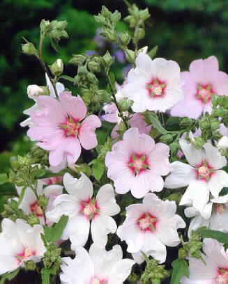 lavatera barnsley