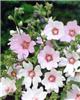 lavatera barnsley