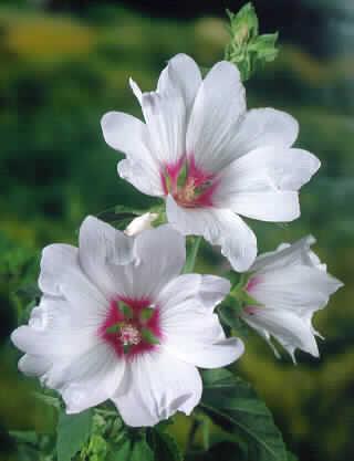 lavatera blushing 