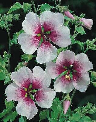 lavatera maritima