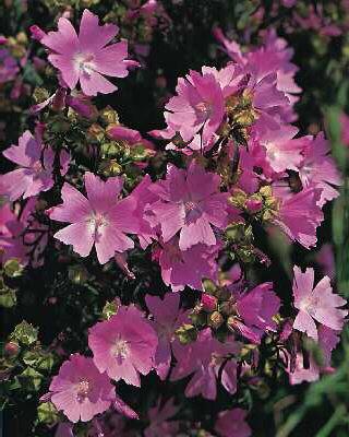 lavatera thuringia