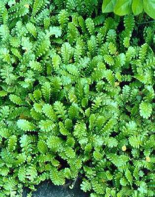 leptinella dioica