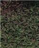 leptinella squalid