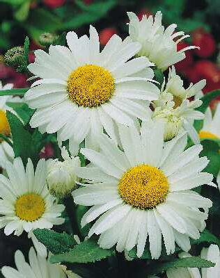 leucanthemum maxim