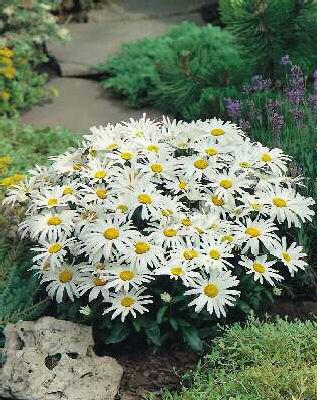 leucanthemum maxim