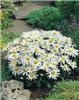 leucanthemum maxim