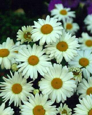 leucanthemum vulga