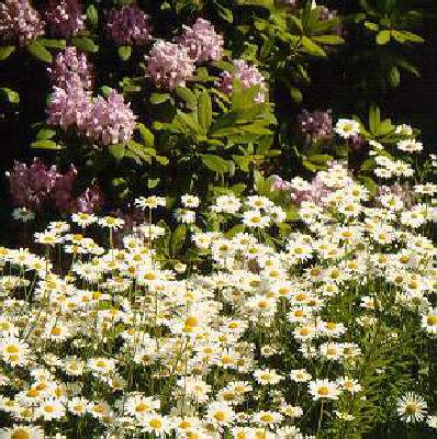 leucanthemum vulga