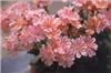 lewisia cotyledon