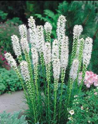 liatris spicata al