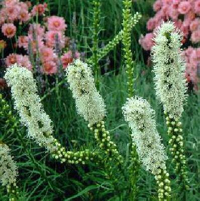 liatris spicata fl