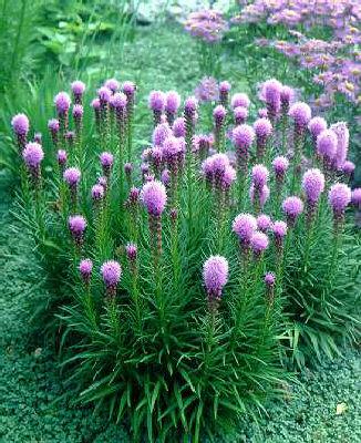 liatris spicata ko