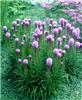 liatris spicata ko