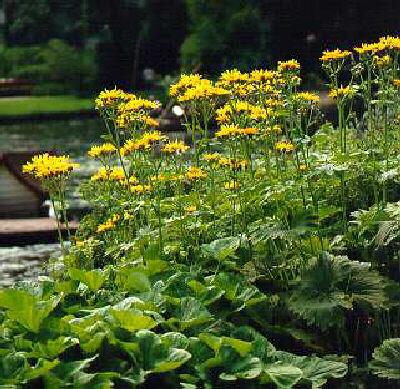 ligularia dentata