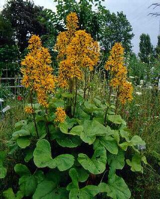 ligularia hessei