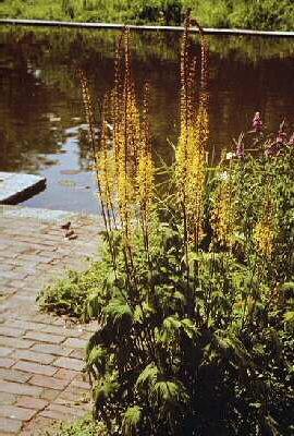 ligularia przewals