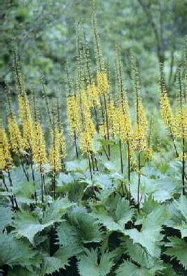 ligularia stenocep