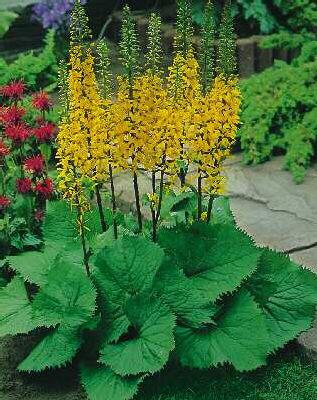 ligularia stenocep