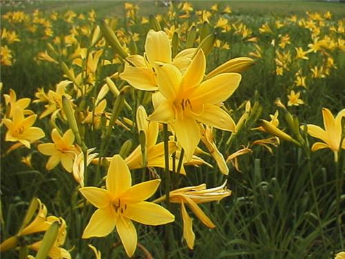 lilioasphodelusFla