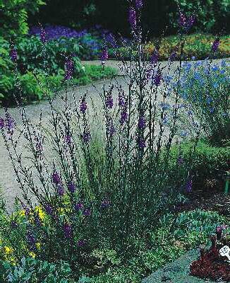 linaria purpurea