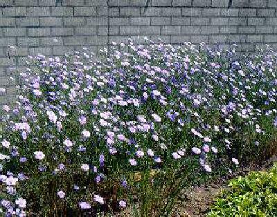linum perenne
