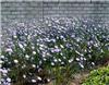 linum perenne