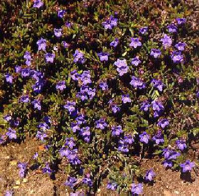 lithodora diffusa 