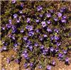 lithodora diffusa 