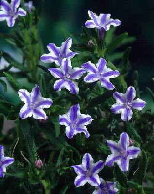 lithodora diffusa 