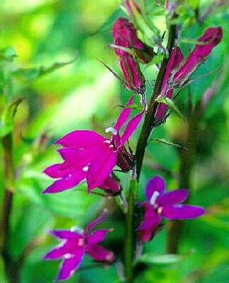 lobelia tania