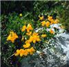 lotus corniculatus