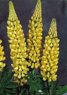 lupinus chandelier