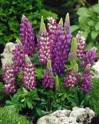 lupinus gallery bl