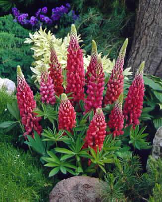 lupinus gallery re