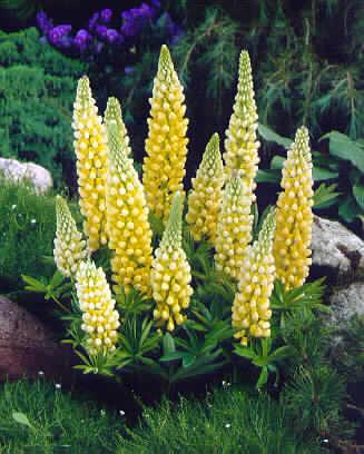 lupinus gallery ye