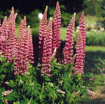 lupinus my castle 