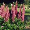 lupinus my castle 