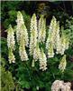 lupinus noblemaide