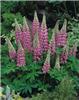 lupinus the chatel