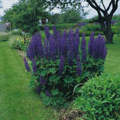 lupinus the govern