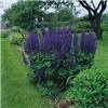lupinus the govern