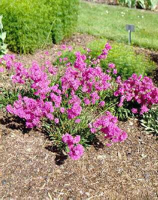 lychnis viscaria p